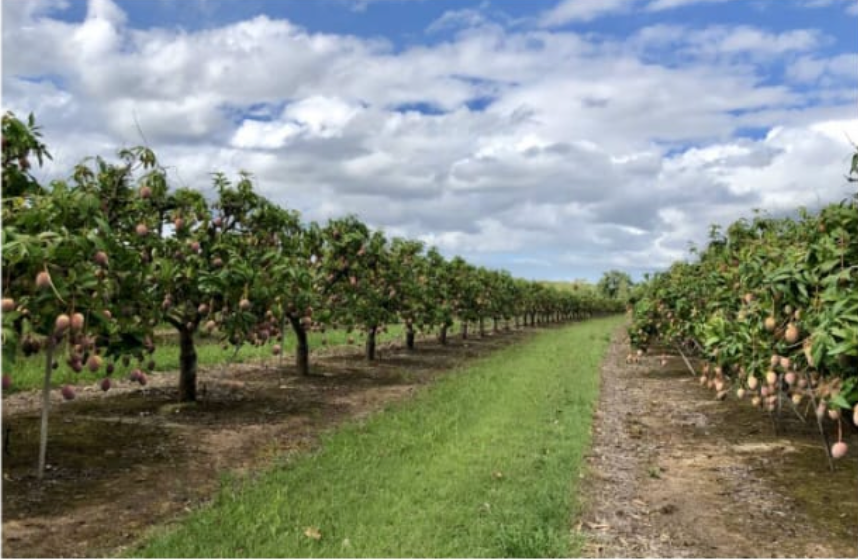 Screenshot 2025-08-11 at 11.29.15 AM